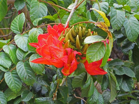 La Gomera